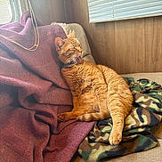 Cheddar is registered to the contest to win money with this photo: cat, orange_tabby, licking, couch, blanket, camouflage, indoor, cozy, feline, pet, relaxed, window, wood_paneling, remote_control, fabric, fur, tongue, domestic_animal, resting, comfortable
