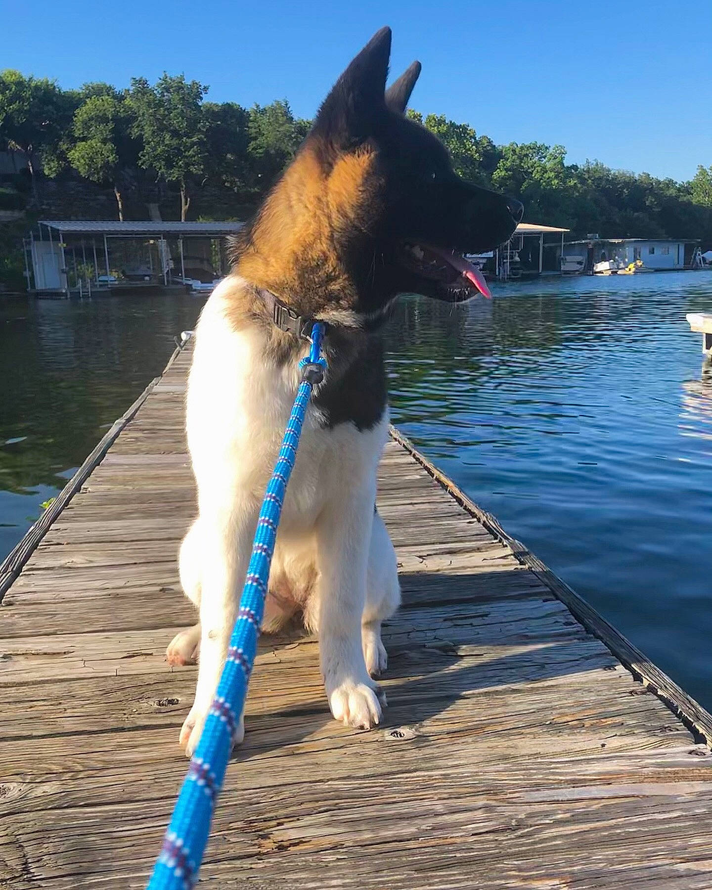 Mochi is registered to the contest to win money with this photo: akita, belgian_shepherd, canidae, carnivore, dog, dog_breed, dog_collar, dog_walking, east_european_shepherd, fawn, leash, mammal, sporting_group, tail, working_dog