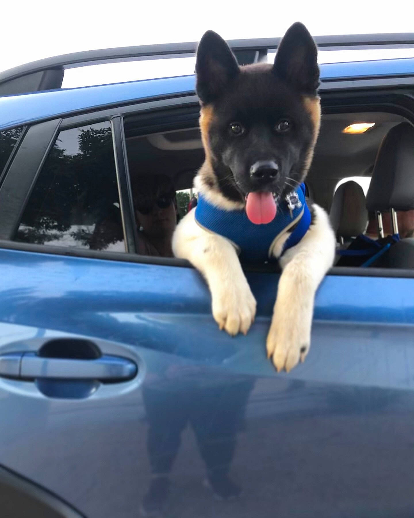 Mochi is registered to the contest to win money with this photo: akita, akita_inu, canidae, car, carnivore, dog, dog_breed, mammal, police_dog, spitz, sporting_group, vehicle, vehicle_door, vertebrate, working_dog