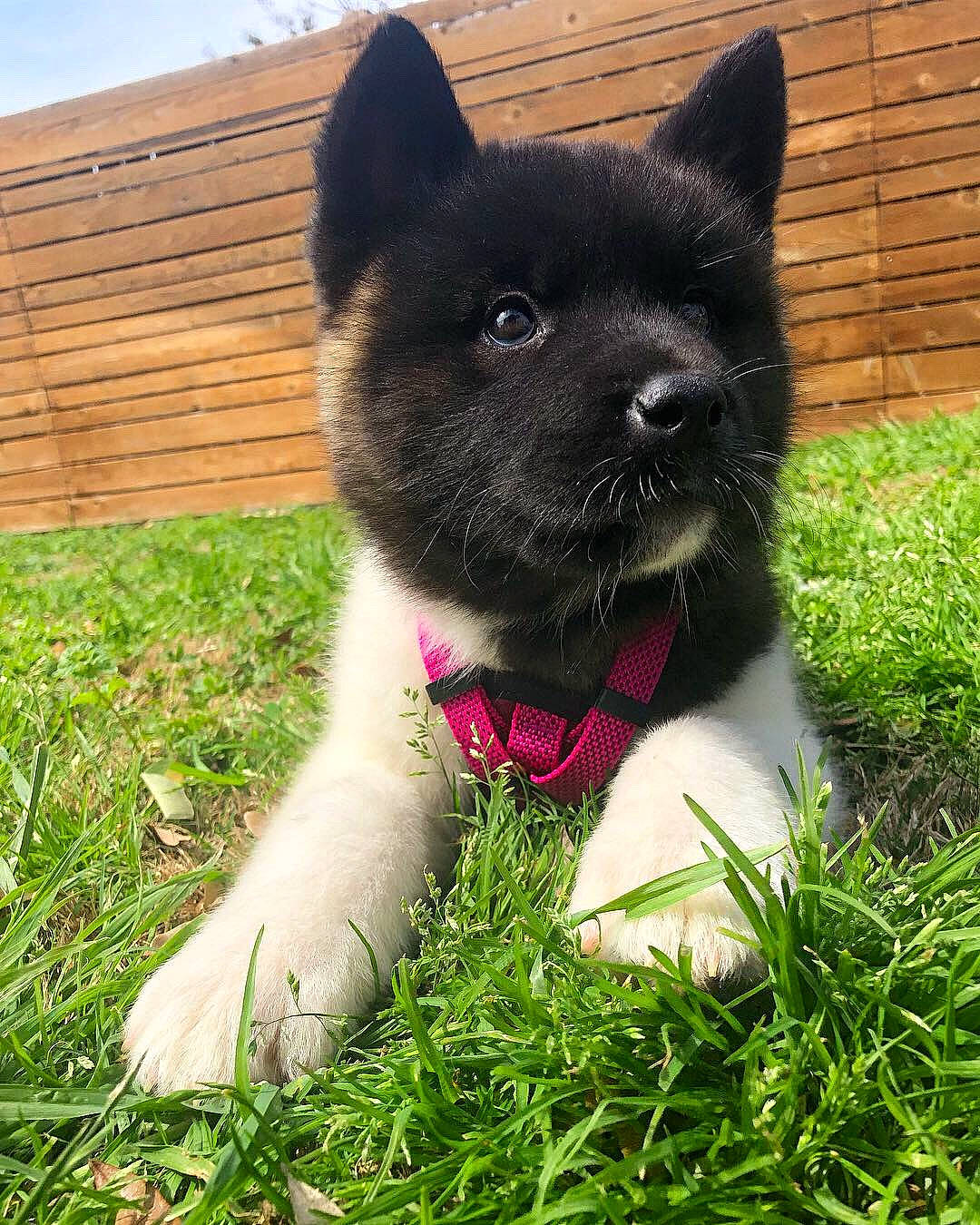 Mochi joined the competition — help win amazing prizes! akita, akita_inu, black_norwegian_elkhound, canidae, carnivore, companion_dog, dog, dog_breed, grass, mammal, puppy, rare_breed_dog, spitz, vertebrate
