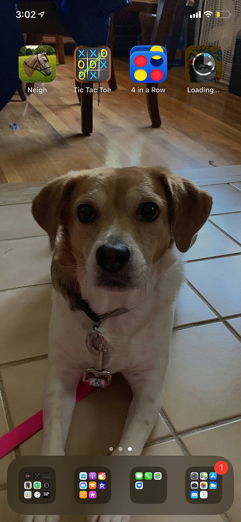 Dolly is registered to the contest to win money with this photo: ancient_dog_breeds, beagle, canidae, carnivore, companion_dog, dog, dog_breed, fawn, harrier, jack_russell_terrier, mammal, photo_caption, potcake_dog, puppy, rare_breed_dog, russell_terrier, snout, sporting_group, street_dog