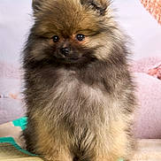 Barbie a rejoint le concours — aidez-le/la à gagner de superbes lots ! puppy, dog, pomeranian, fluffy, cute, pet, animal, indoor, mat, fur, small, young, adorable, portrait, sitting, eyes, nose, ears, cute_pet, companion