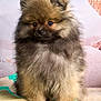 puppy, dog, pomeranian, fluffy, cute, pet, animal, indoor, mat, fur, small, young, adorable, portrait, sitting, eyes, nose, ears, cute_pet, companion