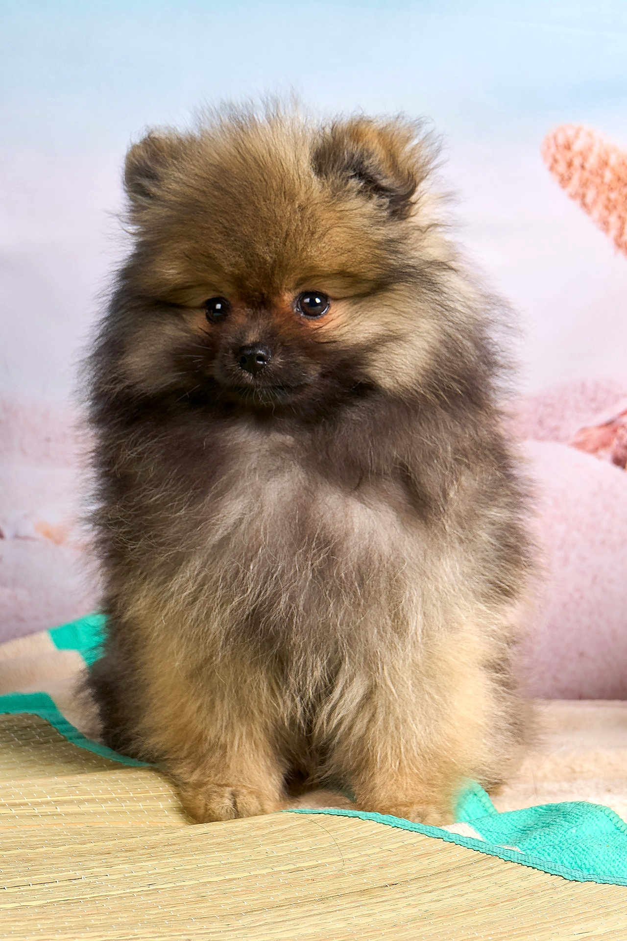 Barbie a rejoint le concours — aidez-le/la à gagner de superbes lots ! puppy, dog, pomeranian, fluffy, cute, pet, animal, indoor, mat, fur, small, young, adorable, portrait, sitting, eyes, nose, ears, cute_pet, companion