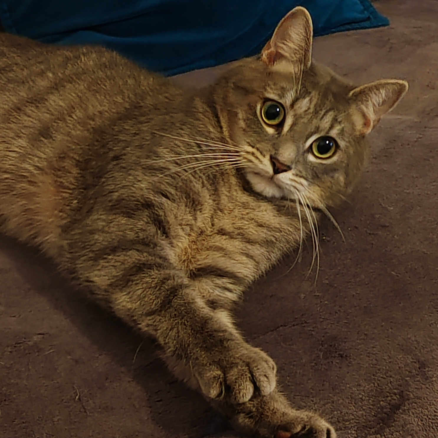 Spike participe au concours pour gagner de l'argent avec cette photo : abyssinian, animal, cat, couch, furniture, kitten, manx, pet