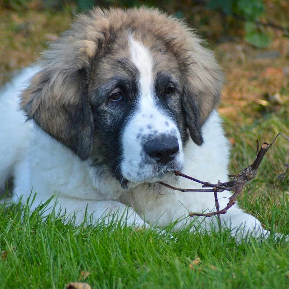 Arthur participe au concours pour gagner de l'argent avec cette photo : adorable, animal, brown_fur, canine, chewing, closeup, dog, ears, fluffy, grass, lying_down, nature, outdoor, pet, playful, puppy, snout, twig, white_fur, young