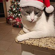 Heather is registered to the contest to win money with this photo: cat, christmas, christmas_tree, countertop, cozy, decorations, domestic_cat, festive, gifts, gray, holiday, indoor, kitchen, ornaments, pet, relaxed, santa_hat, seasonal, tile_floor, white