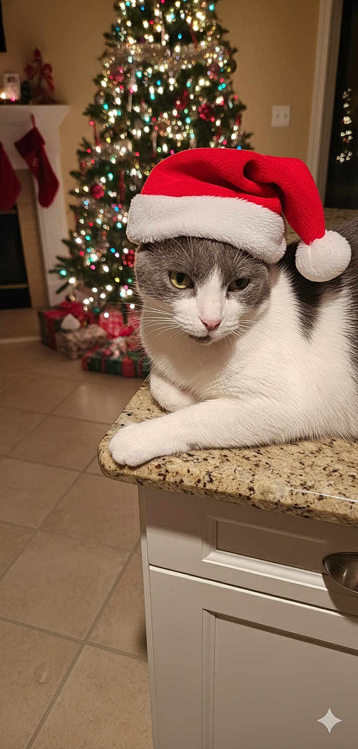 Heather is registered to the contest to win money with this photo: cat, christmas, christmas_tree, countertop, cozy, decorations, domestic_cat, festive, gifts, gray, holiday, indoor, kitchen, ornaments, pet, relaxed, santa_hat, seasonal, tile_floor, white