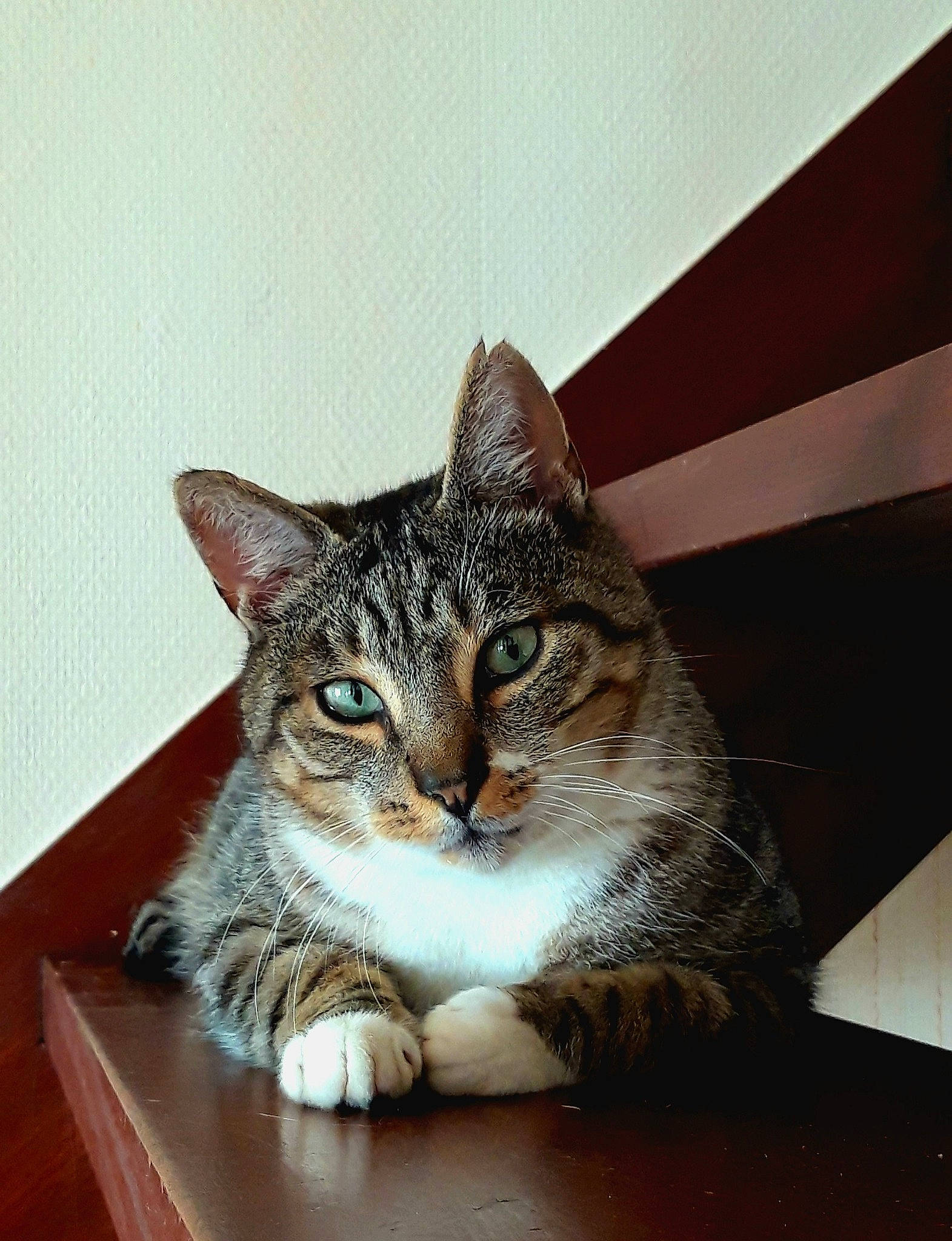 Bounty participe au concours pour gagner de l'argent avec cette photo : box, carnivore, cat, cat_supply, domestic_short_haired_cat, door, felidae, fur, paw, sitting, small_to_medium_sized_cats, snout, table, tree, whiskers, window, wood