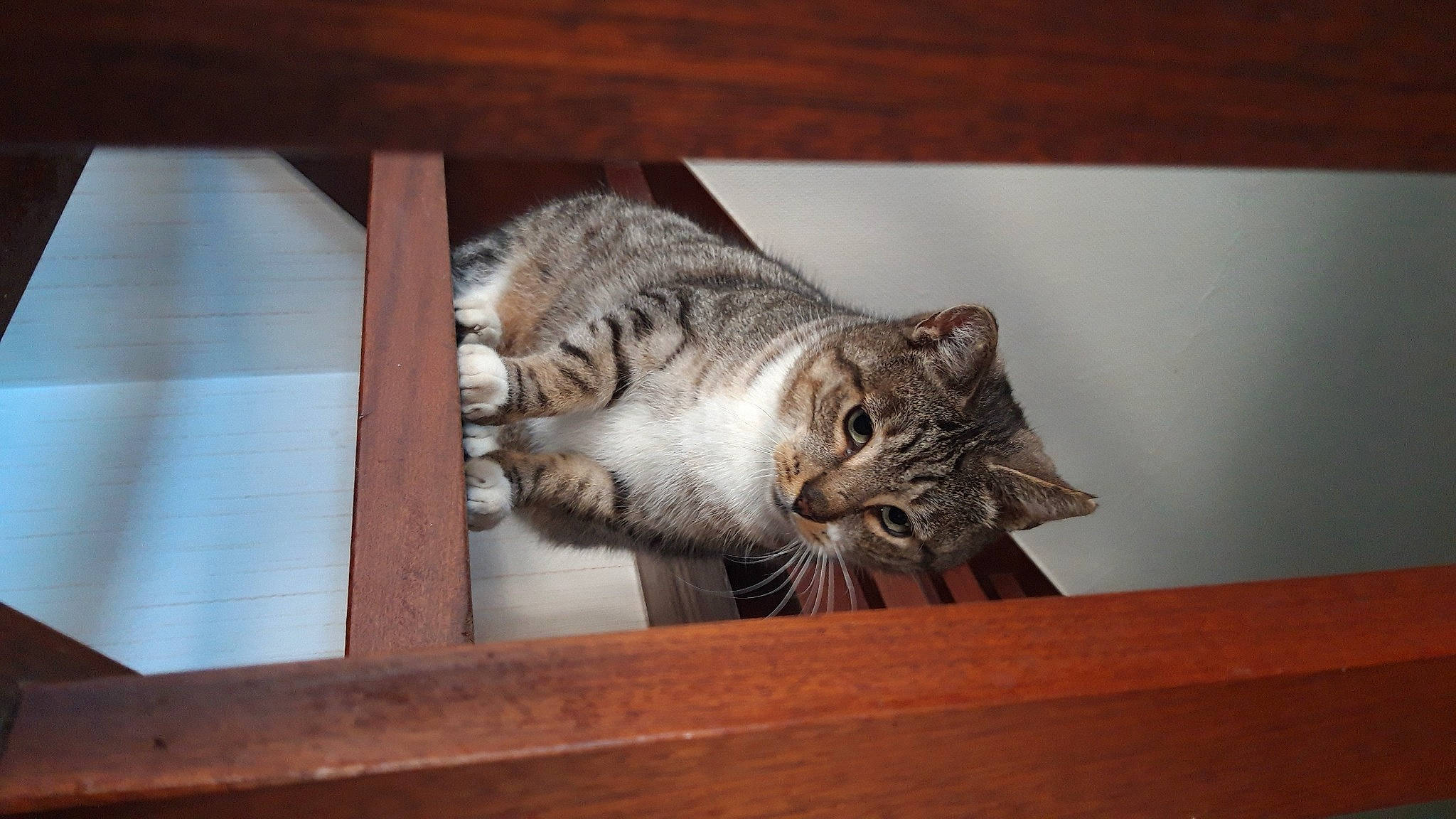 Bounty a rejoint le concours — aidez-le/la à gagner de superbes lots ! carnivore, cat, cat_supply, domestic_short_haired_cat, felidae, fur, hardwood, paw, room, shelf, small_to_medium_sized_cats, snout, tail, terrestrial_animal, whiskers, wildlife, window, wood