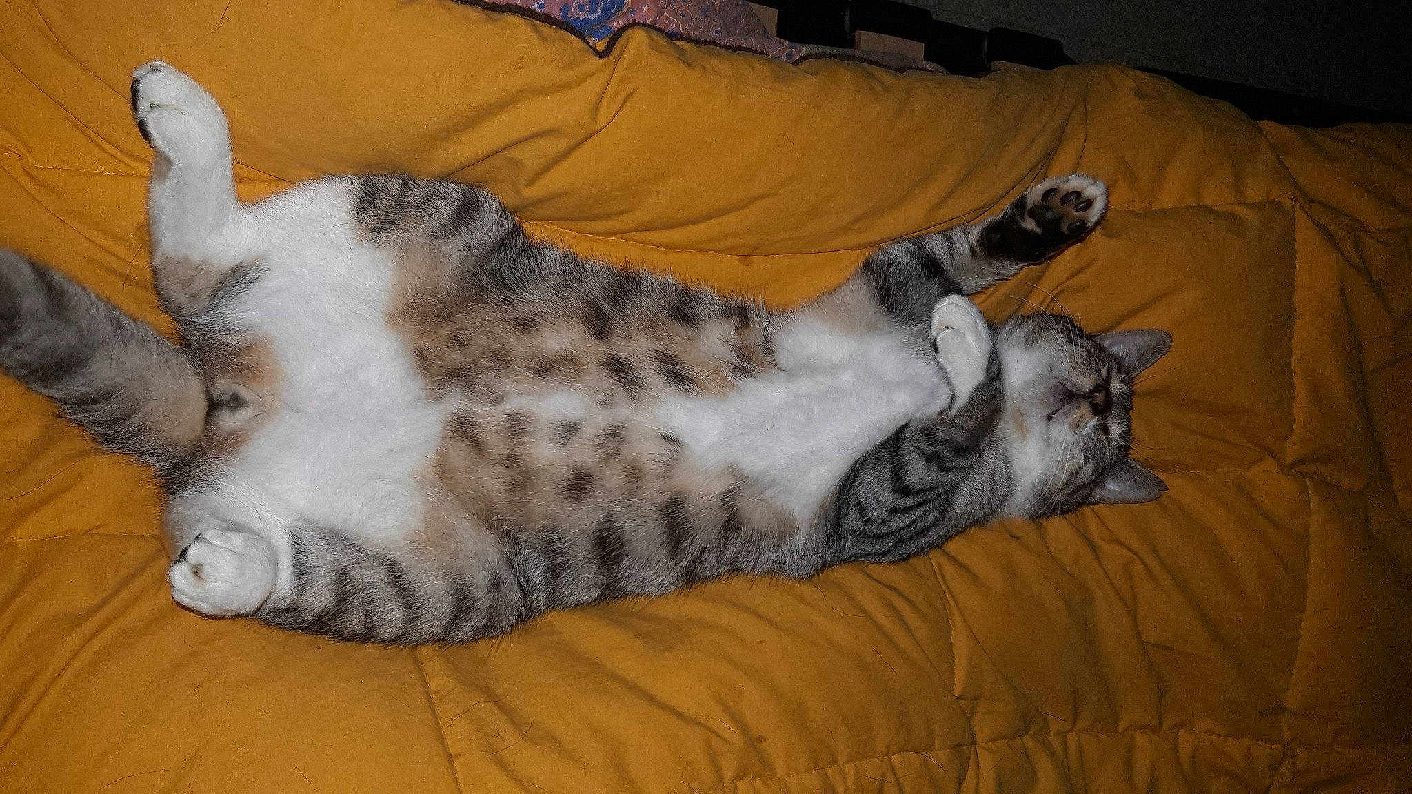 Bounty a rejoint le concours — aidez-le/la à gagner de superbes lots ! bed, carnivore, cat, claw, comfort, dog_breed, domestic_short_haired_cat, felidae, fur, grey, nap, paw, sleep, small_to_medium_sized_cats, snout, tail, terrestrial_animal, whiskers