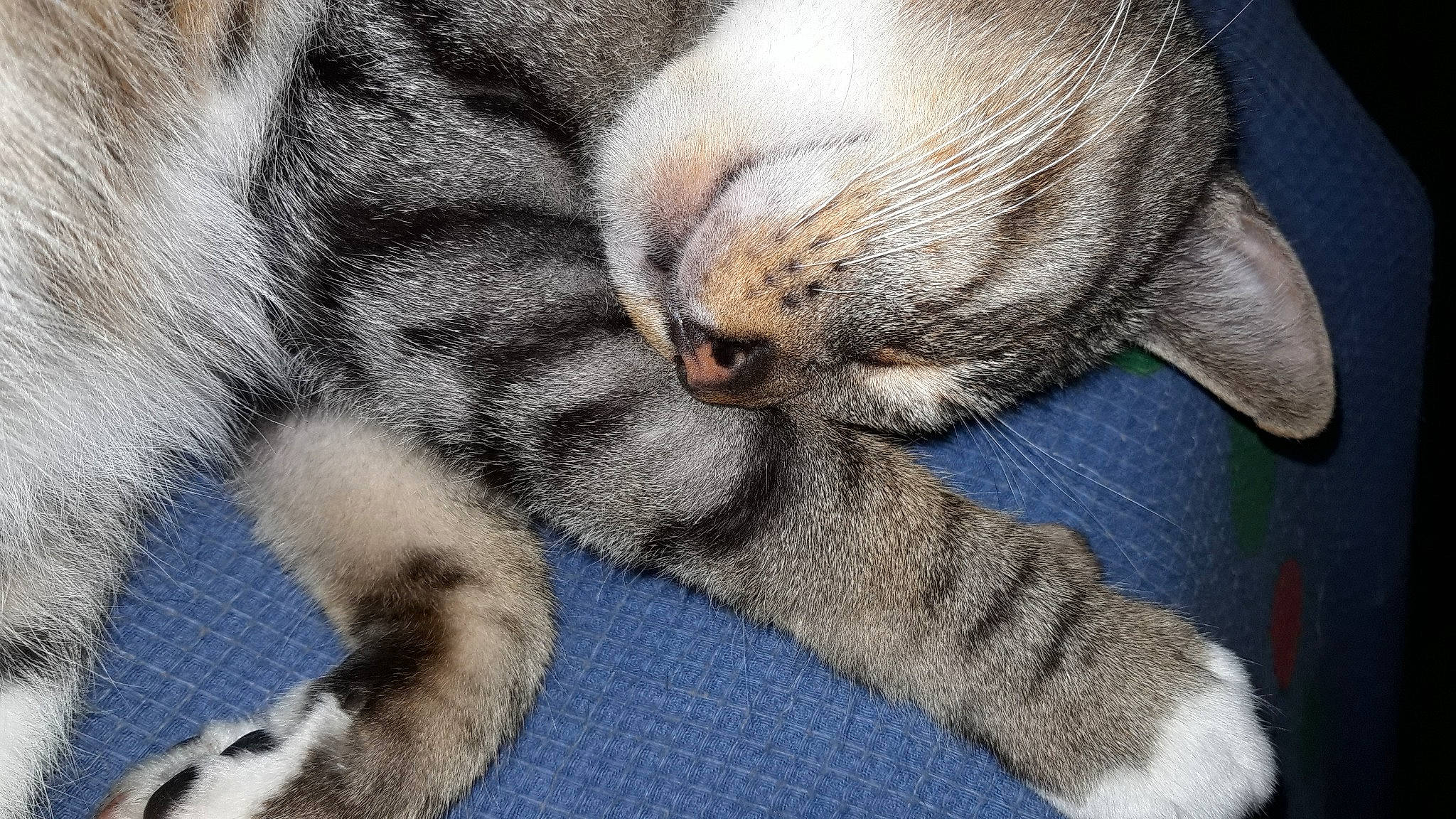 Bounty participe au concours pour gagner de l'argent avec cette photo : carnivore, cat, claw, comfort, domestic_short_haired_cat, electric_blue, fawn, felidae, foot, fur, grey, human_leg, nap, pattern, paw, sleep, small_to_medium_sized_cats, snout, tail, whiskers