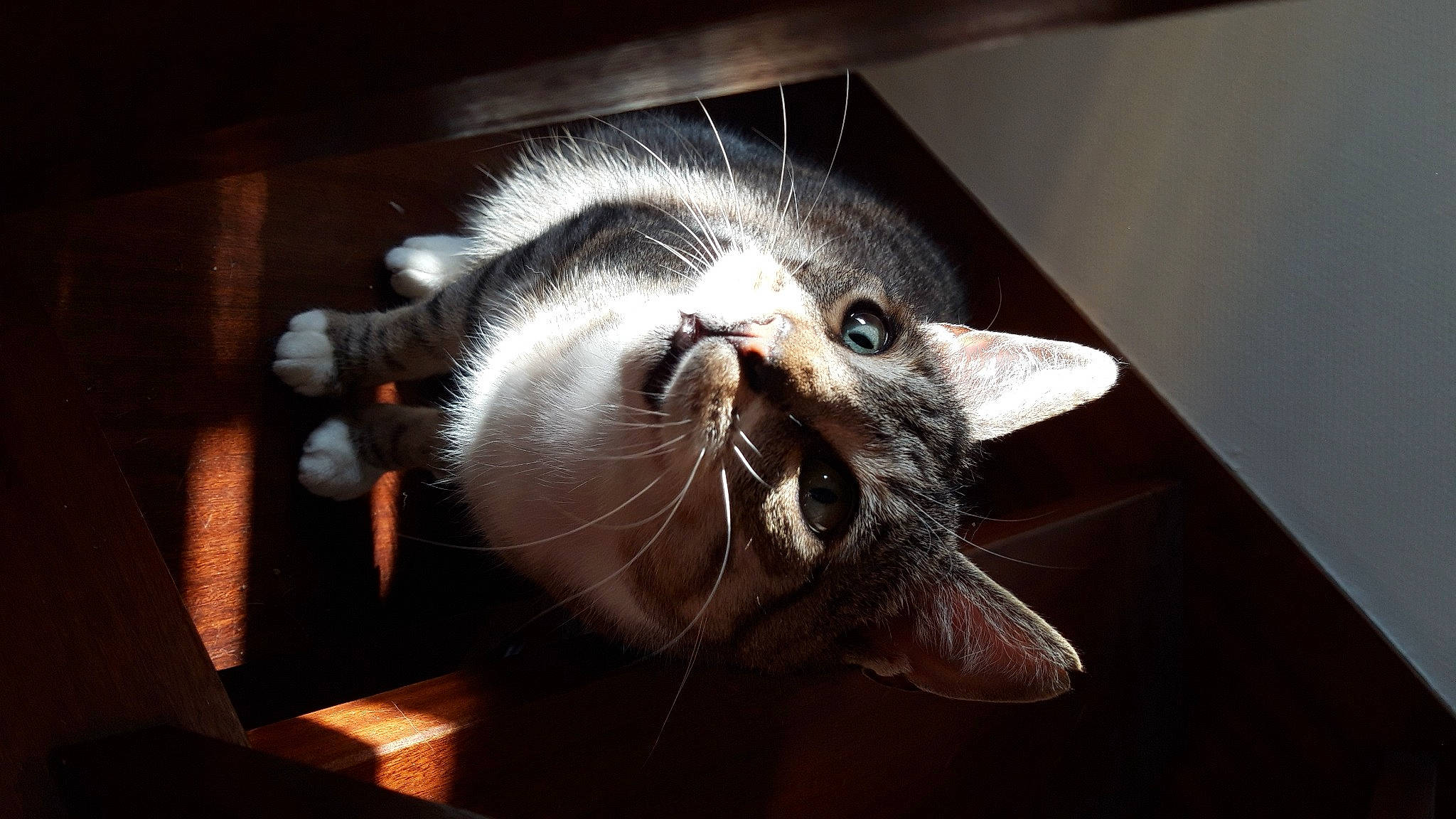 Bounty a rejoint le concours — aidez-le/la à gagner de superbes lots ! carnivore, cat, cat_supply, comfort, darkness, domestic_short_haired_cat, ear, felidae, fur, hardwood, metal, paw, small_to_medium_sized_cats, snout, whiskers, wood