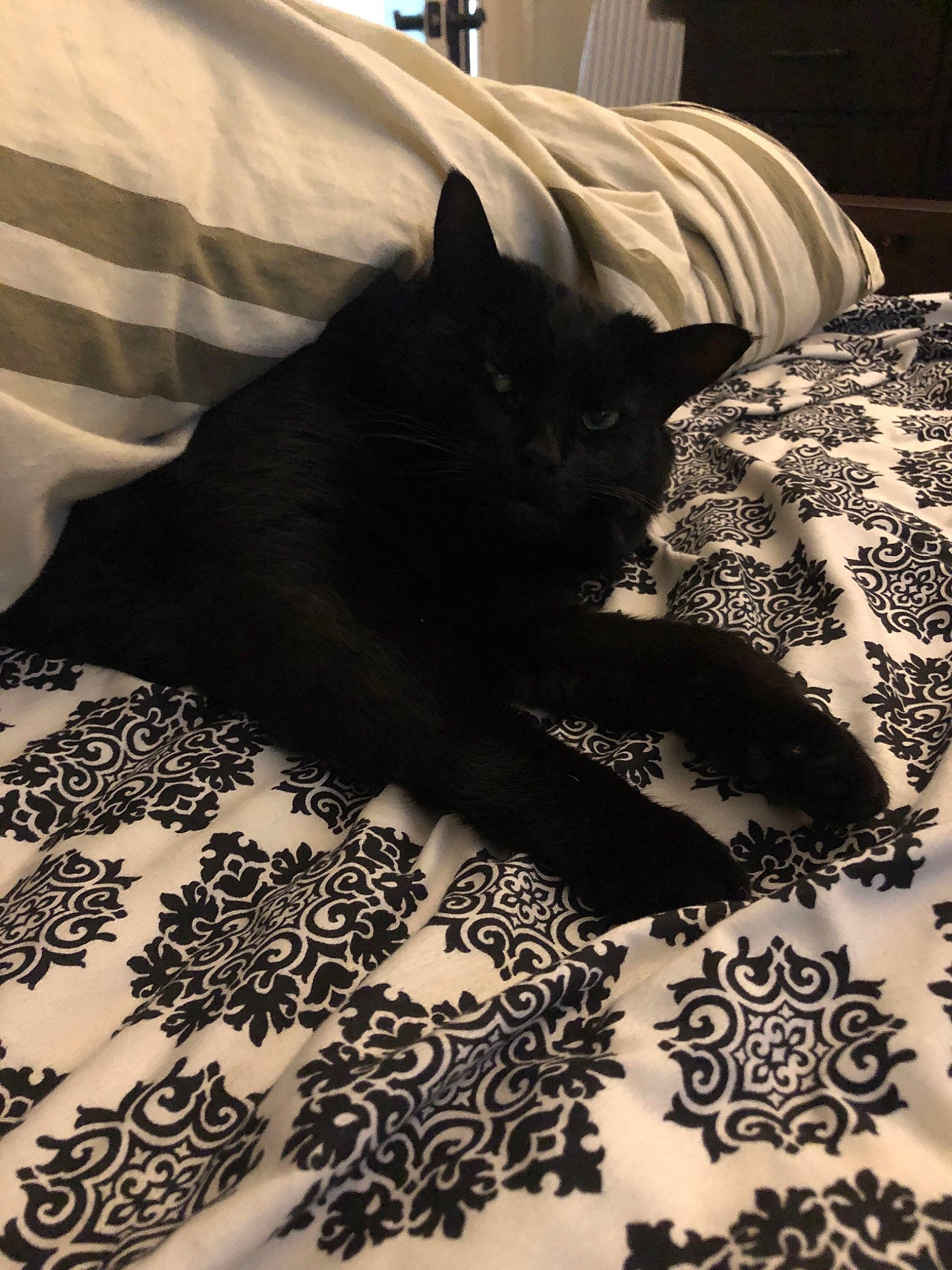 Jayda Marie joined the competition — help win amazing prizes! asian, bed, bed_sheet, black, black_and_white, black_cat, carnivore, cat, ear, felidae, fur, furniture, kitten, linens, nap, room, small_to_medium_sized_cats, tail, textile, whiskers