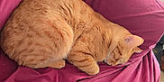 Garfield joined the competition — help win amazing prizes! cat, orange_tabby, sleeping, couch, maroon, fabric, wrinkled, indoor, cozy, pet, fur, relaxing, home, nap, feline, animal, domestic, pattern, black_and_white, soft