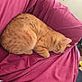 cat, orange_tabby, sleeping, couch, maroon, fabric, wrinkled, indoor, cozy, pet, fur, relaxing, home, nap, feline, animal, domestic, pattern, black_and_white, soft