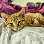 Garfield is registered to the contest to win money with this photo: cat, ginger_cat, pet, sleepy, bed, blanket, indoor, feline, closeup, resting, cute, fur, whiskers, pink_nose, ears, domestic_animal, relaxation, soft_light, cozy, animal