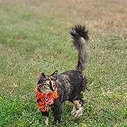 Pumpkin joined the competition — help win amazing prizes! alert, animal, bandana, cat, cute, domestic_cat, field, fur, grass, green, mammal, nature, orange, outdoor, pet, tail, tortoiseshell, walking, whiskers, young