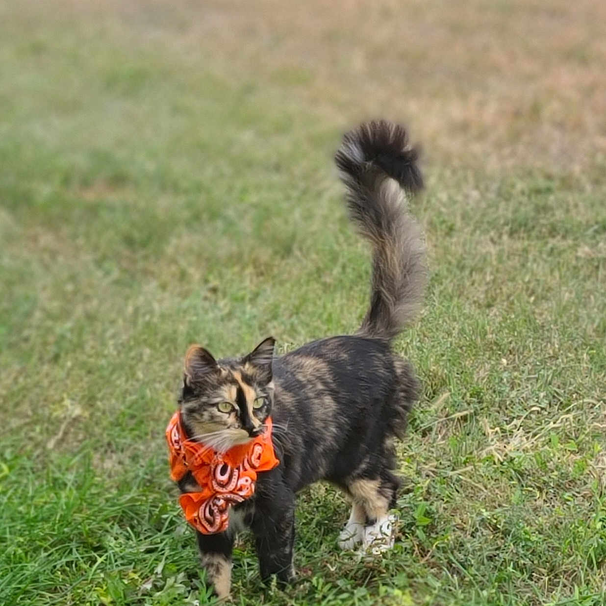 Pumpkin