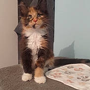 Azia participe au concours pour gagner de l'argent avec cette photo : animal, attention, calico, cat, curious, cute, domestic, feline, fur, indoor, kitten, mammal, paws, pet, soft, standing, tabby, whiskers, white_paws, young