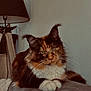 cat, maine_coon, feline, pet, indoor, fur, whiskers, ears, paws, resting, looking, animal, domestic, cozy, lamp, furniture, portrait, cute, fluffy, relaxed