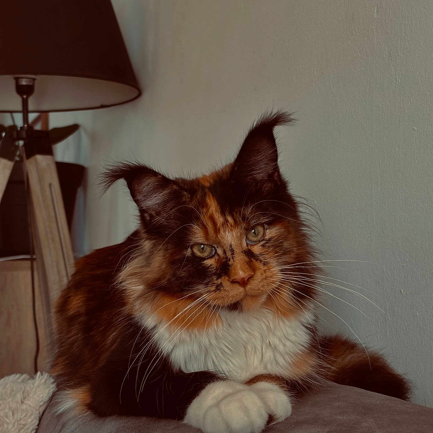 Azia participe au concours pour gagner de l'argent avec cette photo : animal, cat, cozy, cute, domestic, ears, feline, fluffy, fur, furniture, indoor, lamp, looking, maine_coon, paws, pet, portrait, relaxed, resting, whiskers