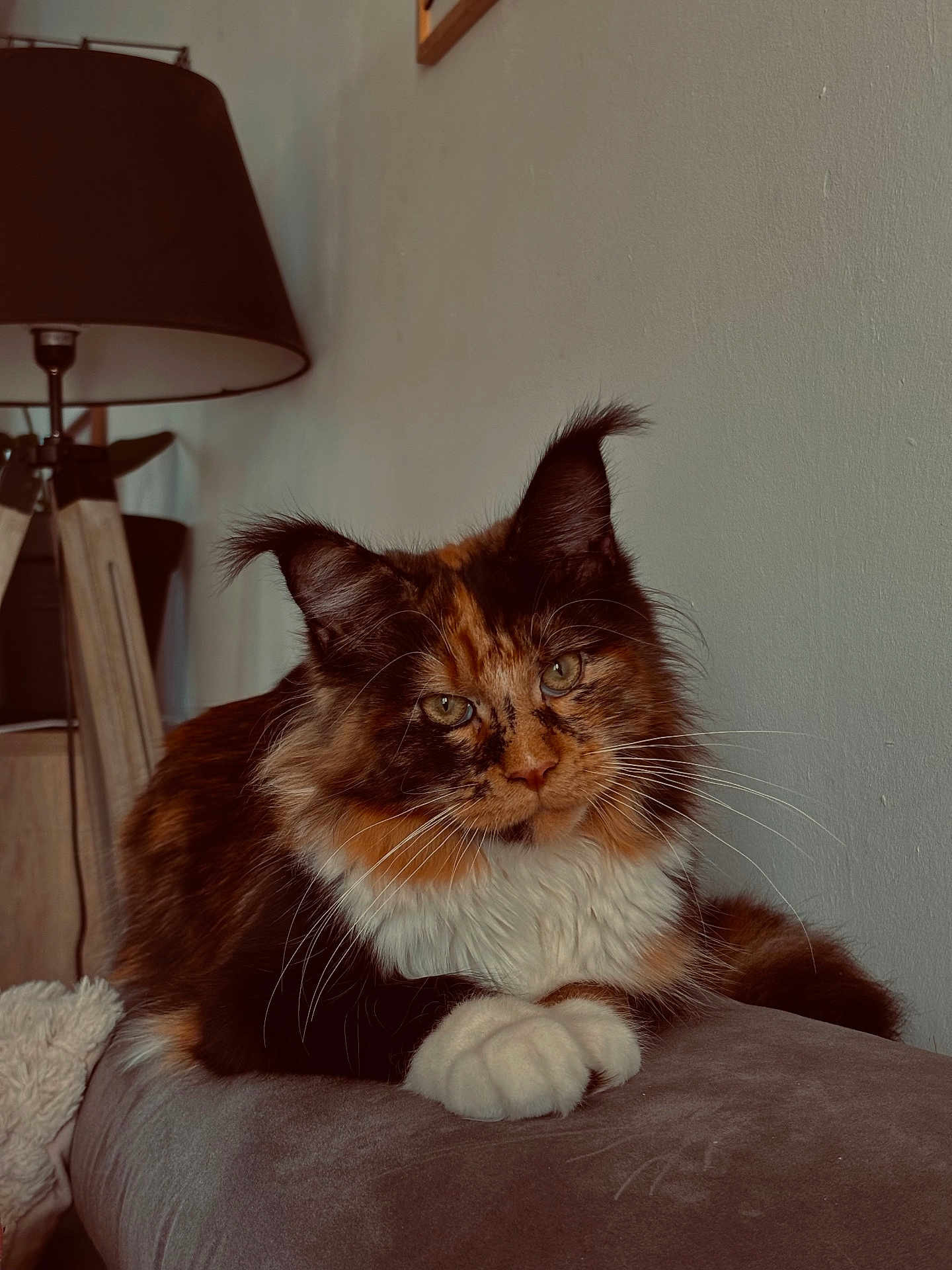 Azia participe au concours pour gagner de l'argent avec cette photo : cat, maine_coon, feline, pet, indoor, fur, whiskers, ears, paws, resting, looking, animal, domestic, cozy, lamp, furniture, portrait, cute, fluffy, relaxed