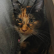 Azia participe au concours pour gagner de l'argent avec cette photo : calico_cat, kitten, close_up, whiskers, denim, legs, fur, pet, animal, cute, indoor, wooden_surface, curious, eyes, feline, young_cat, cozy, texture, soft, portrait