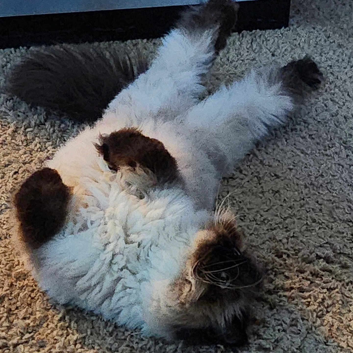 Kevin joined the competition — help win amazing prizes! angora, animal, bear, canine, cat, dog, door, hardwood, homedecor, indoors, kitten, manx, mat, pebble, person, pet, road, siamese, sleeping, wood