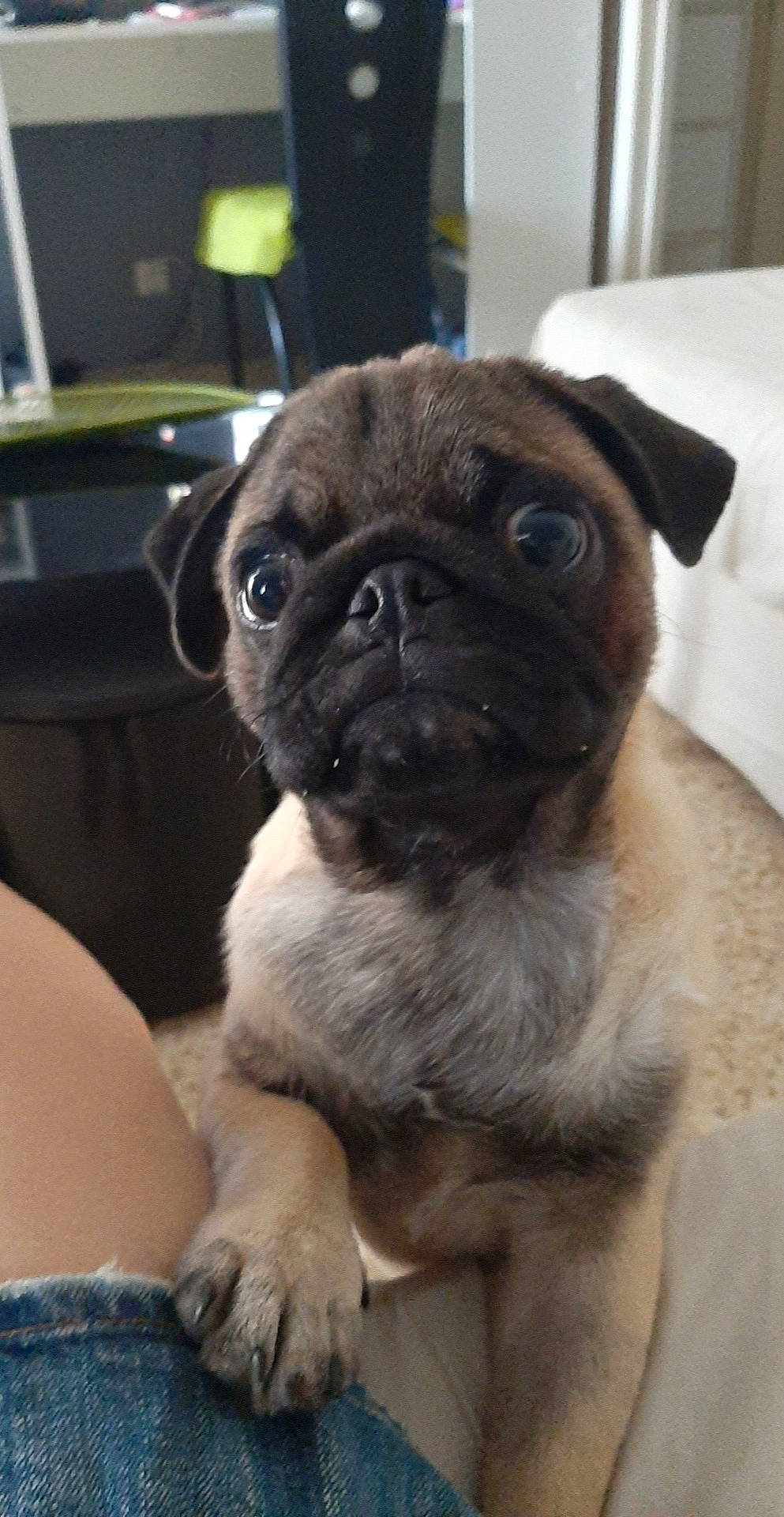 Rio participe au concours pour gagner de l'argent avec cette photo : ancient_dog_breeds, canidae, carnivore, companion_dog, dog, dog_breed, eye, fawn, mammal, pug, puppy, puppy_love, skin, snout, sporting_group, toy_dog, vertebrate, whiskers, wrinkle