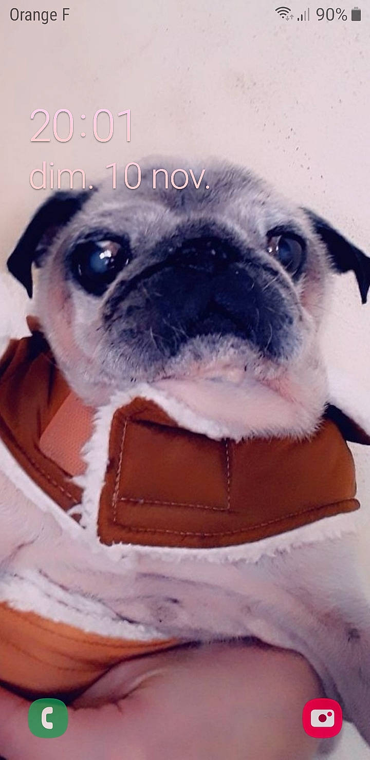 Rani a rejoint le concours — aidez-le/la à gagner de superbes lots ! canidae, carnivore, companion_dog, dog, dog_breed, ear, eye, fawn, mammal, non_sporting_group, nose, pug, puppy, puppy_love, snout, toy_dog