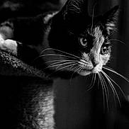 Calico joined the competition — help win amazing prizes! cat, black_and_white, portrait, close_up, face, eyes, whiskers, ears, fur, animal, pet, indoors, shadow, dramatic_lighting, monochrome, sitting, alert, curious, textured_background, photography