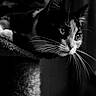 cat, black_and_white, portrait, close_up, face, eyes, whiskers, ears, fur, animal, pet, indoors, shadow, dramatic_lighting, monochrome, sitting, alert, curious, textured_background, photography