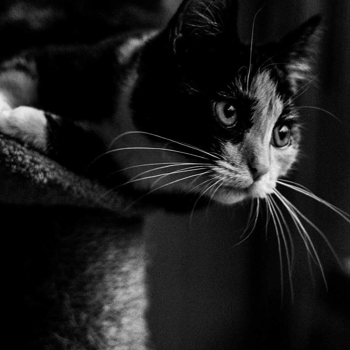 Calico