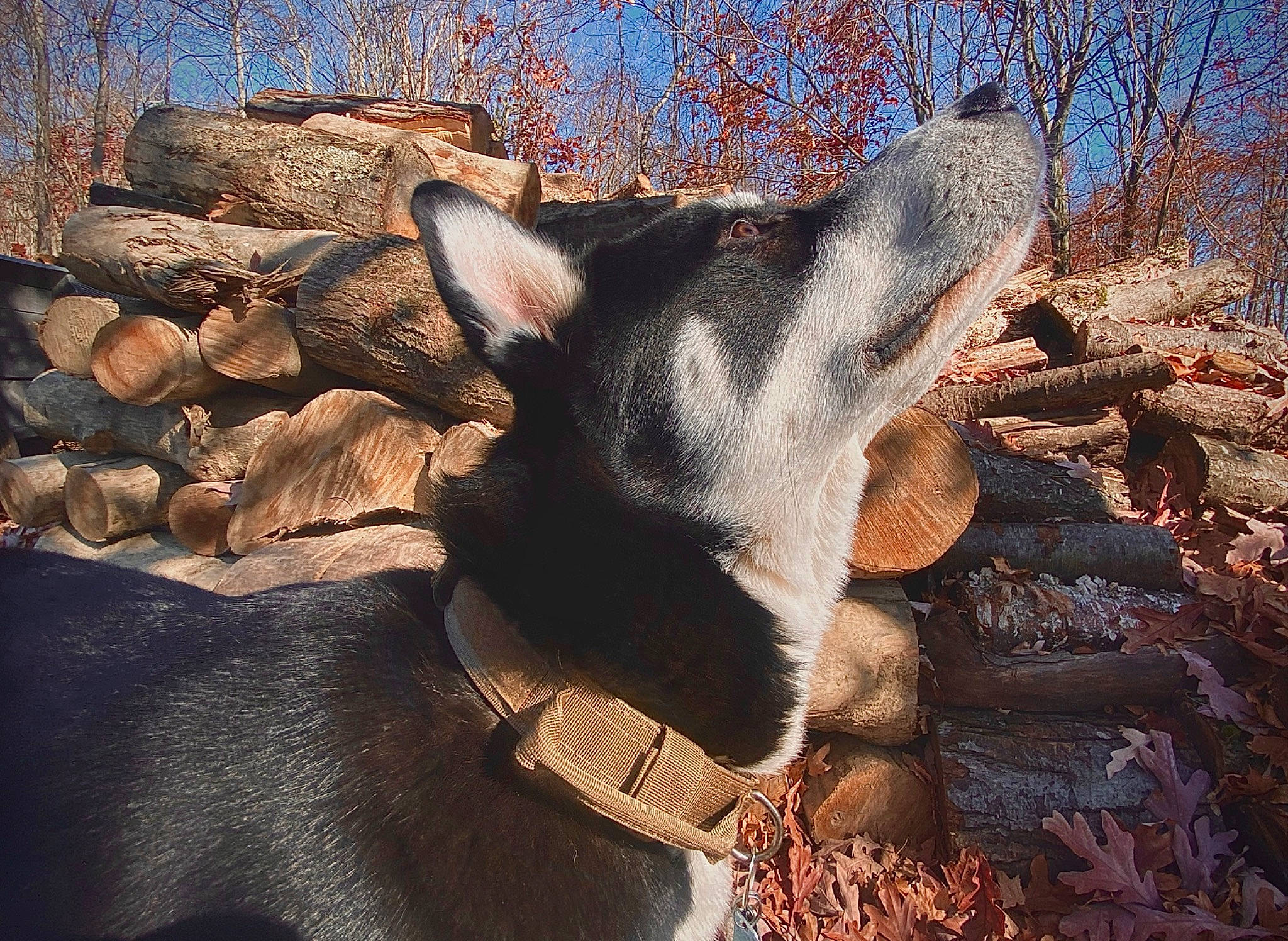 Fenrir joined the competition — help win amazing prizes! bedrock, canidae, carnivore, dog_breed, fawn, fur, landscape, livestock, rock, shadow, sky, snout, soil, sporting_group, suidae, tail, terrestrial_animal, wildlife, wood, working_animal