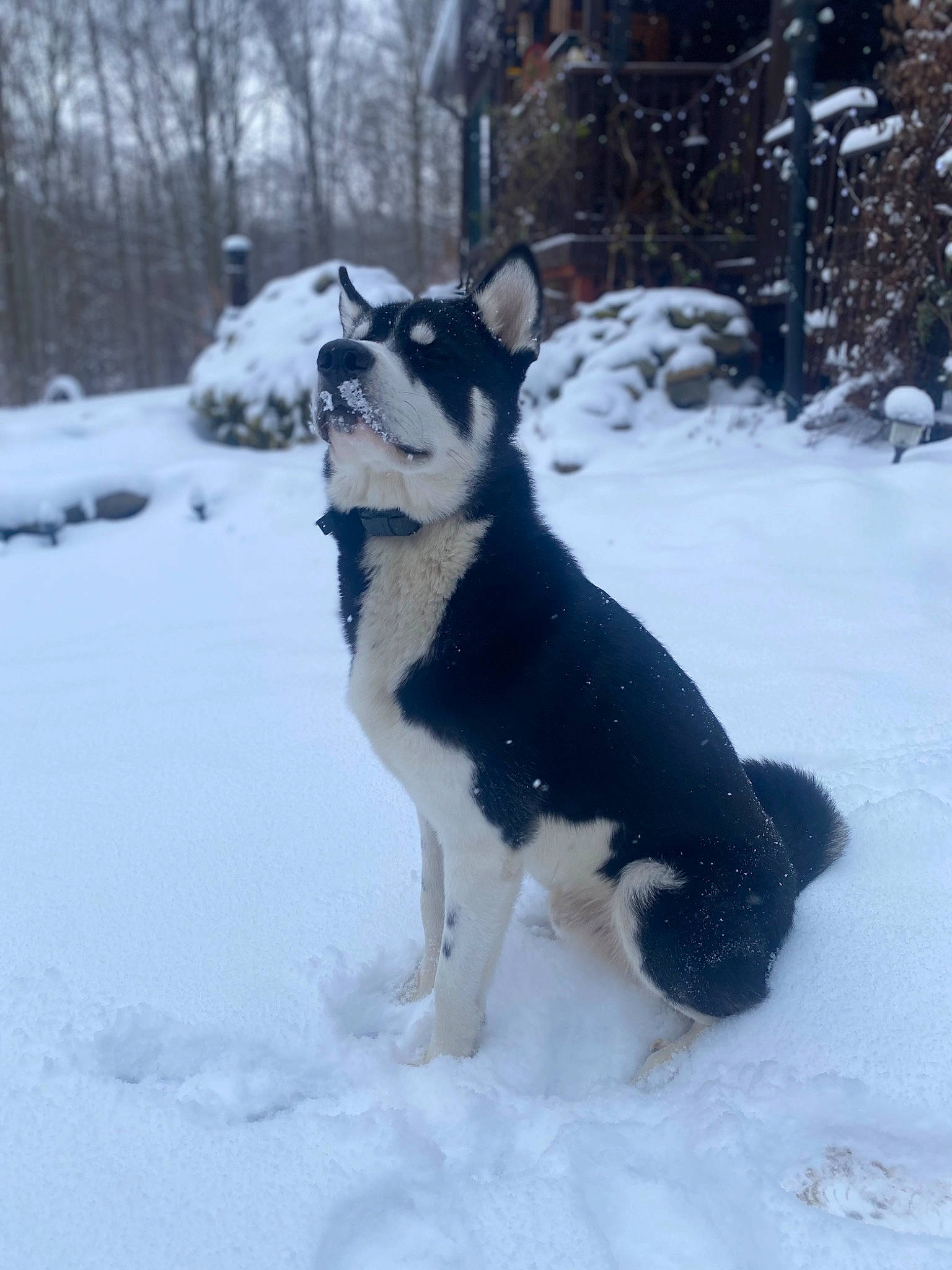 Fenrir joined the competition — help win amazing prizes! canidae, carnivore, collar, companion_dog, dog, dog_breed, freezing, fur, non_sporting_group, precipitation, recreation, snout, snow, sporting_group, tail, tree, winter, working_animal, working_dog