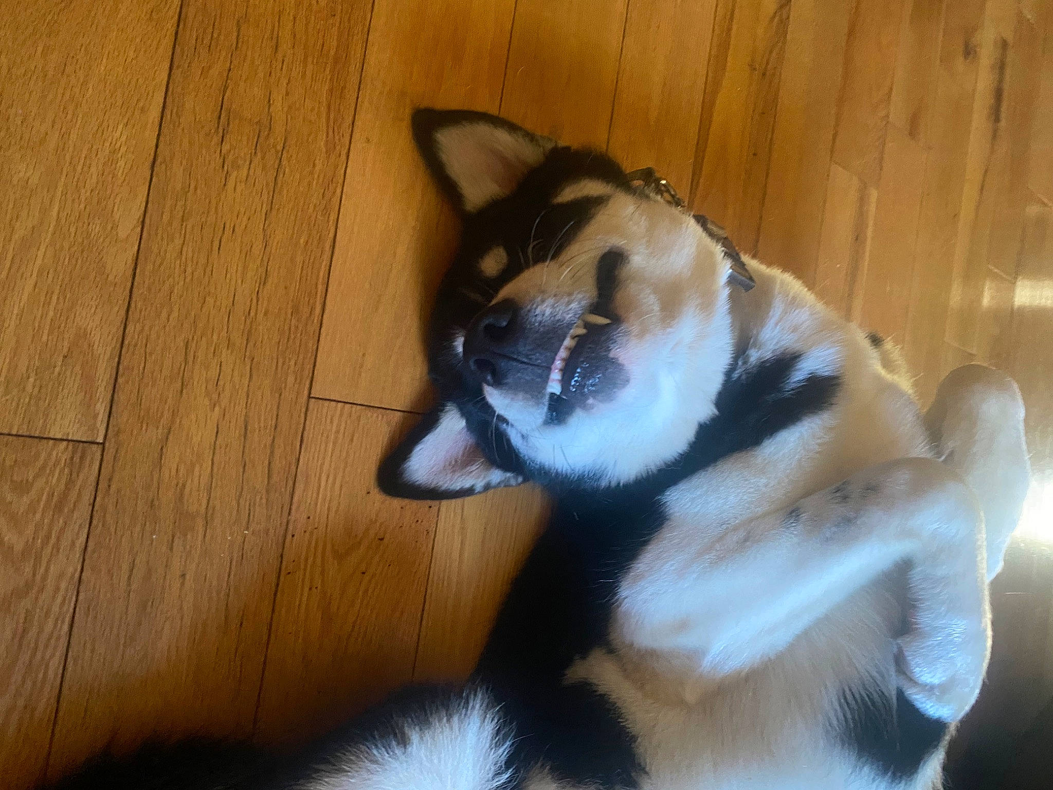 Fenrir is registered to the contest to win money with this photo: canidae, carnivore, claw, companion_dog, dog, dog_breed, fawn, felidae, flooring, fur, hardwood, paw, plank, small_to_medium_sized_cats, sporting_group, tail, varnish, whiskers, wood, wood_stain