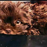 Mr. Gucci is registered to the contest to win money with this photo: dog, brown_fur, fluffy, pet, cute, animal, indoors, closeup, curious, face, eyes, fur, resting, cozy, background, soft_texture, looking, small_dog, home, portrait