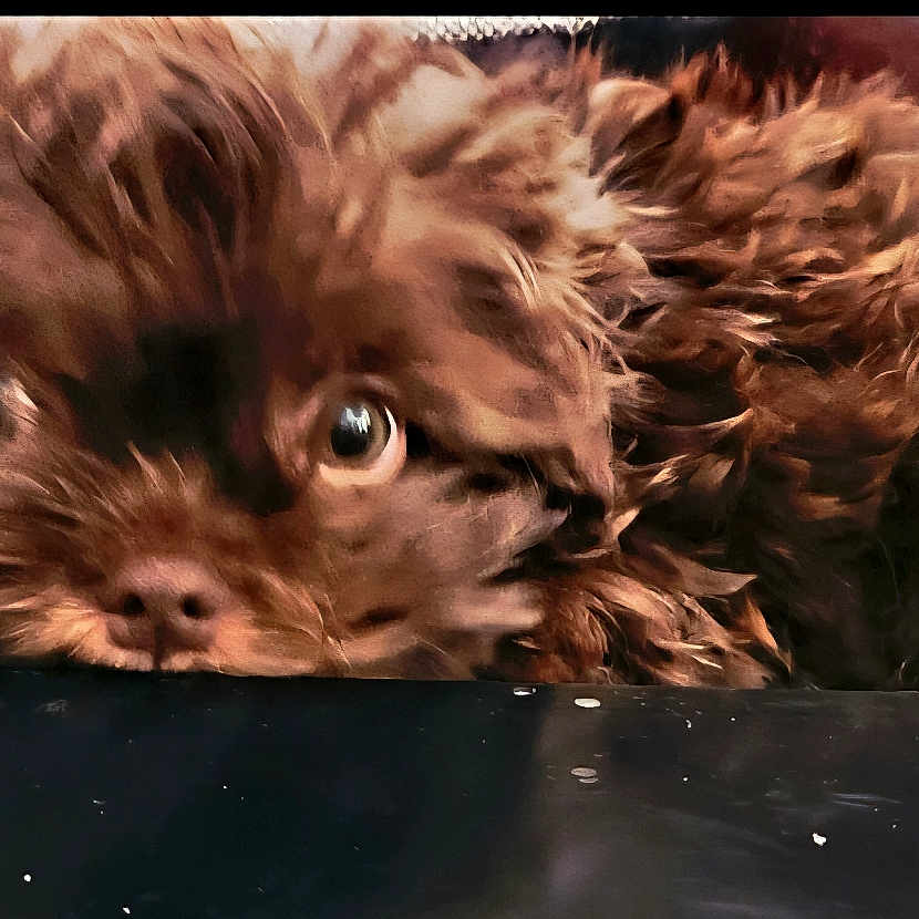 Mr. Gucci is registered to the contest to win money with this photo: animal, background, brown_fur, closeup, cozy, curious, cute, dog, eyes, face, fluffy, fur, home, indoors, looking, pet, portrait, resting, small_dog, soft_texture