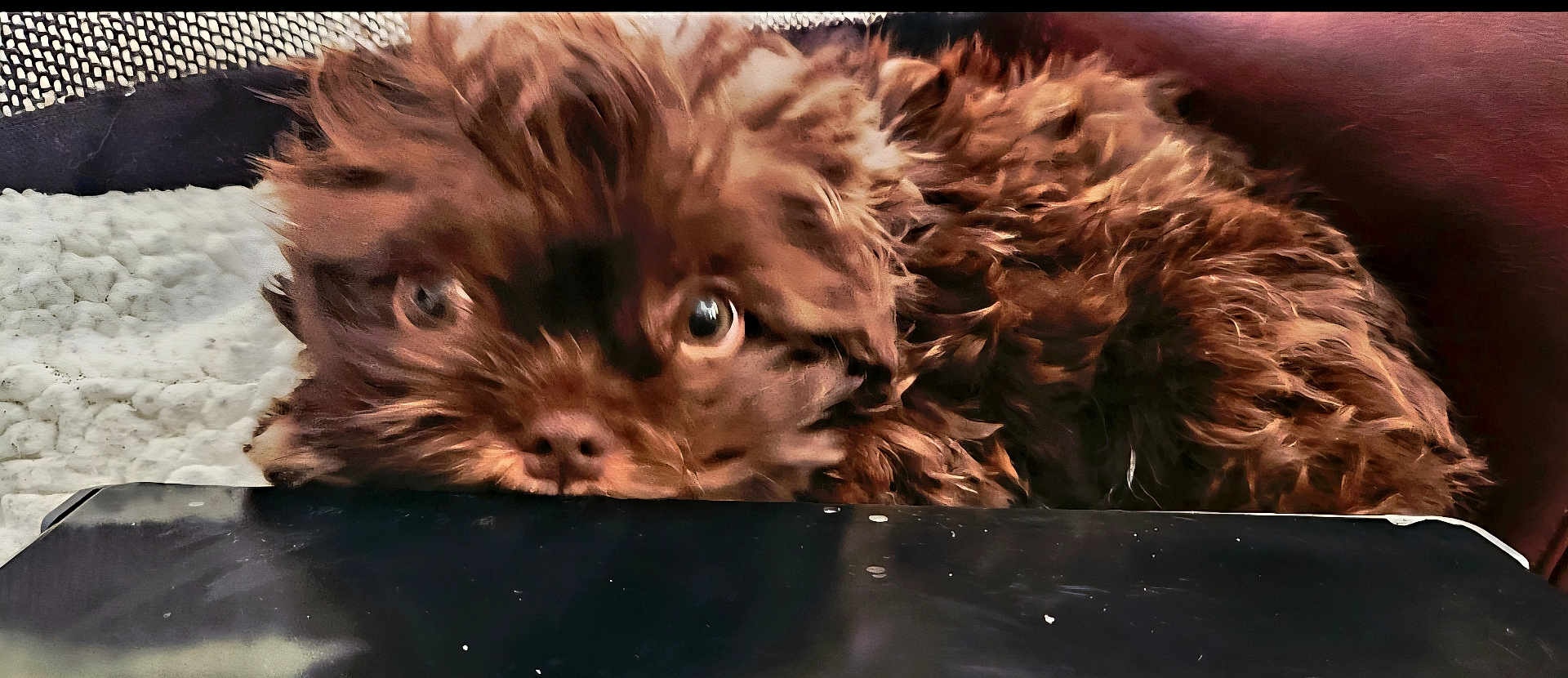 Mr. Gucci is registered to the contest to win money with this photo: dog, brown_fur, fluffy, pet, cute, animal, indoors, closeup, curious, face, eyes, fur, resting, cozy, background, soft_texture, looking, small_dog, home, portrait