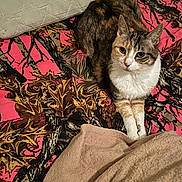 Kitty is registered to the contest to win money with this photo: cat, pet, indoor, blanket, bed, feline, animal, resting, leaf_pattern, colorful, cozy, fur, whiskers, ears, paws, comfort, relaxed, home, cute, domestic