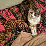 cat, pet, indoor, blanket, bed, feline, animal, resting, leaf_pattern, colorful, cozy, fur, whiskers, ears, paws, comfort, relaxed, home, cute, domestic