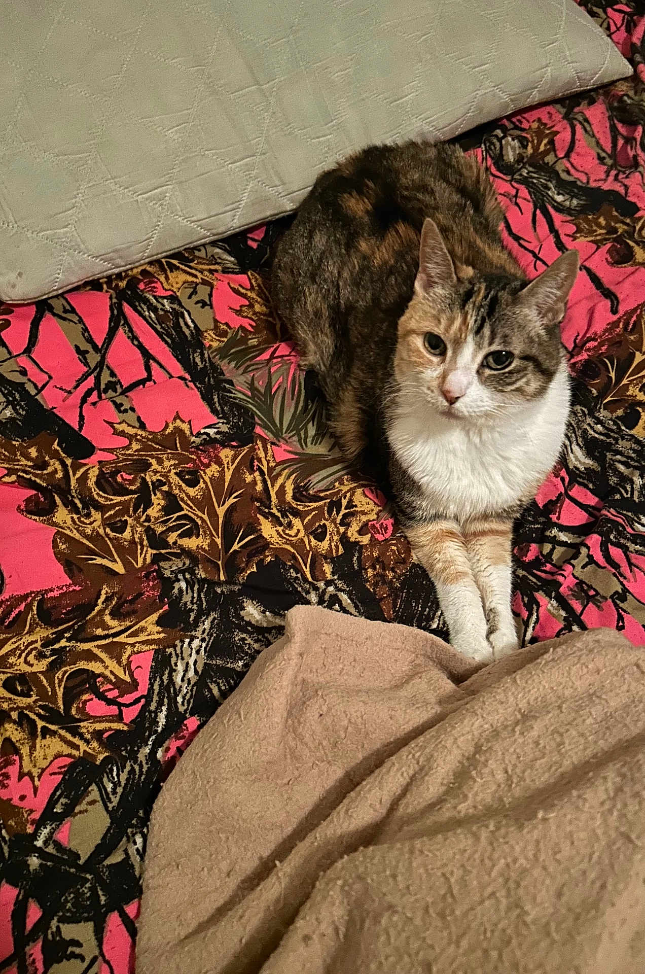 Kitty