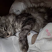 Tina participe au concours pour gagner de l'argent avec cette photo : abyssinian, angora, animal, armchair, bed, blanket, cat, chair, couch, cushion, furniture, homedecor, kitten, linen, manx, person, pet, siamese, sleeping, towel