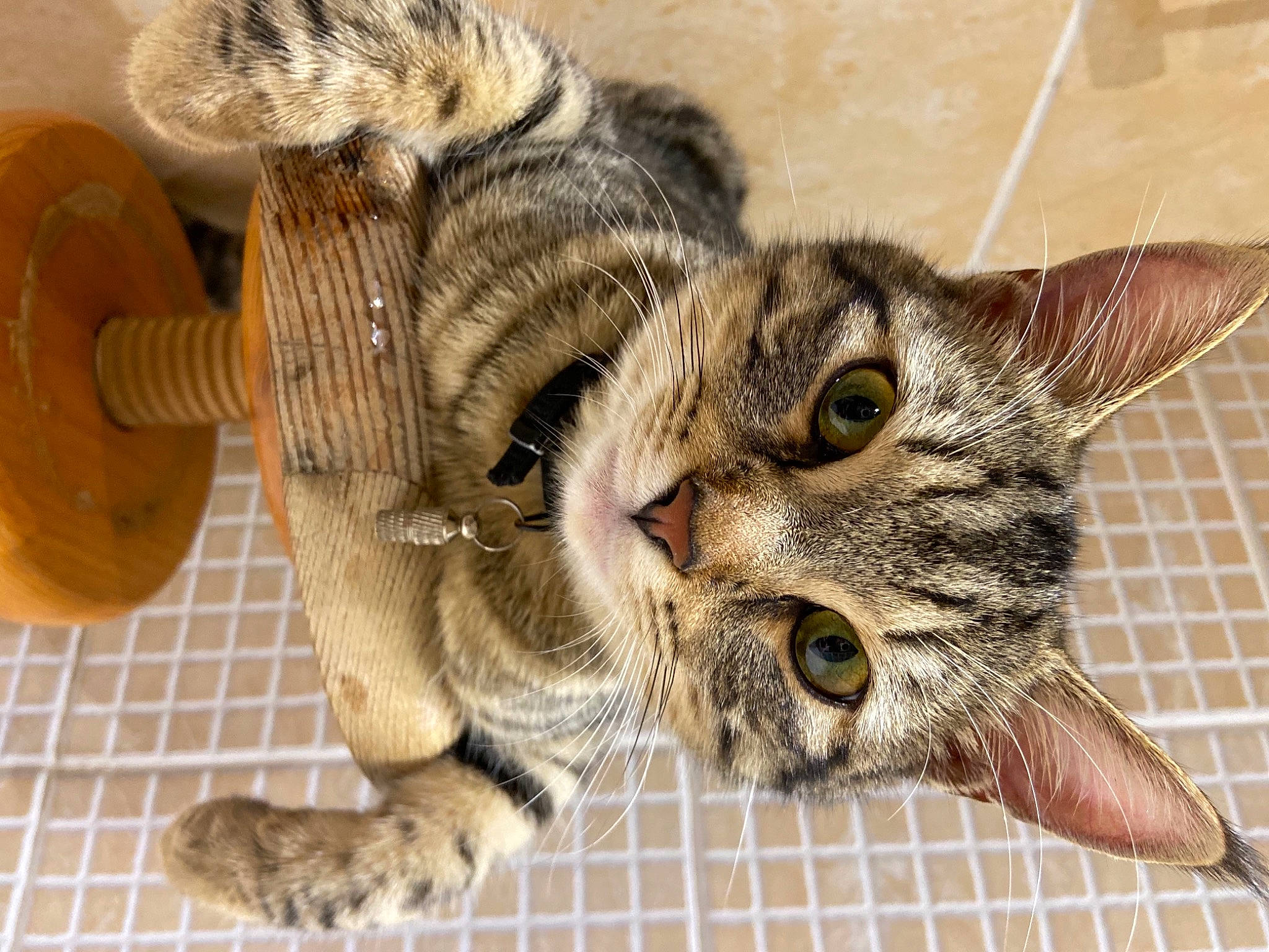 Tigrou participe au concours pour gagner de l'argent avec cette photo : carnivore, cat, claw, domestic_short_haired_cat, ear, eye, felidae, fur, paw, small_to_medium_sized_cats, snout, tail, terrestrial_animal, whiskers, wildlife, wood