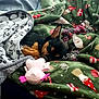 Brianna Skye joined the competition — help win amazing prizes! dog, sleeping, blanket, plush_toy, rope_toy, cozy, indoor, pet, black_dog, small_dog, resting, cute, fur, animal, holiday, christmas, patterned_blanket, soft, comfort, relaxation