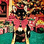 dog, bow_tie, christmas_tree, presents, gift_wrap, carpet, holiday, festive, decorations, fireplace, indoors, pet, cute, small_dog, black_and_tan, sitting, celebration, xmas, ornaments, holiday_decor