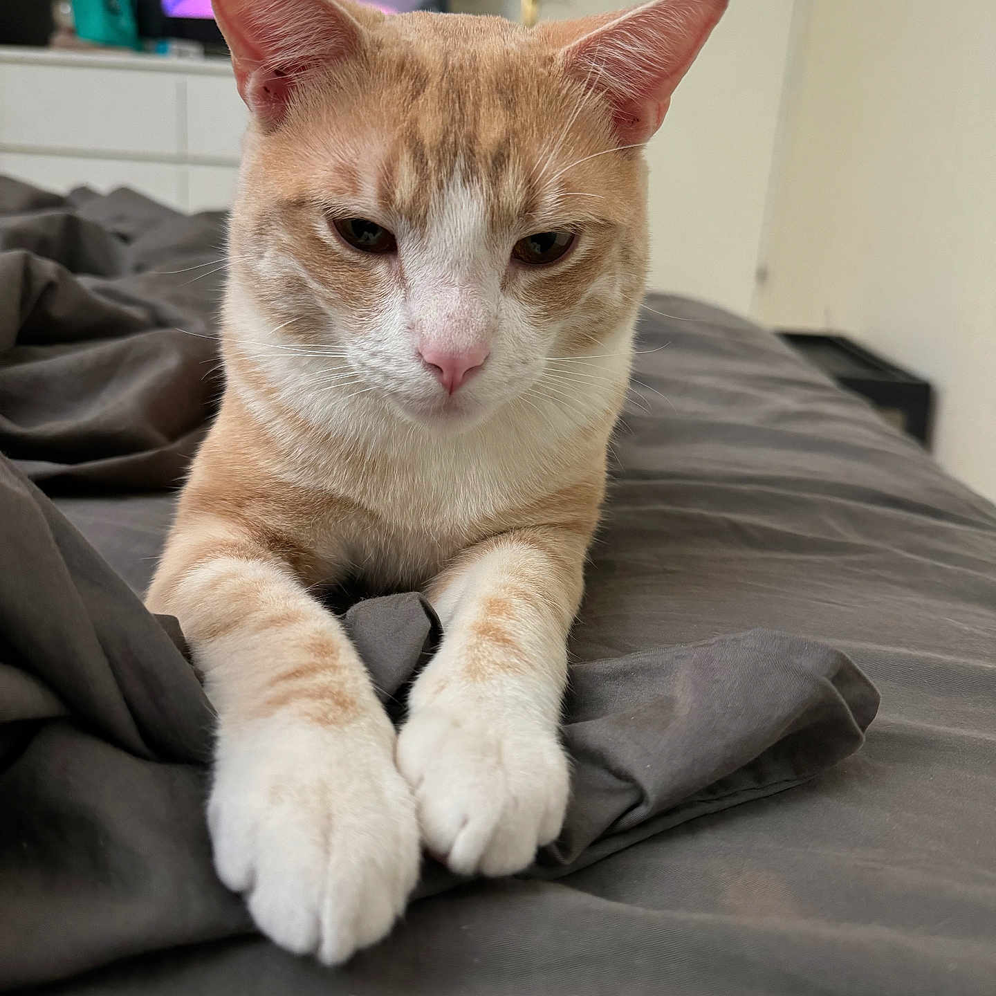 Loulou participe au concours pour gagner de l'argent avec cette photo : abyssinian, animal, bed, blanket, cat, computer, computerhardware, couch, electronics, furniture, hardware, indoors, interiordesign, kitten, laptop, monitor, pc, pet, screen, tv