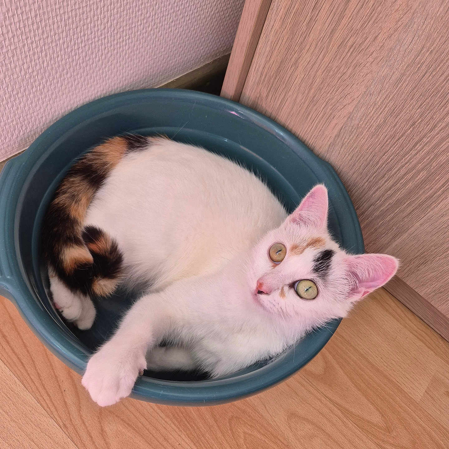 Kitty participe au concours pour gagner de l'argent avec cette photo : abyssinian, angora, animal, bowl, cat, hardwood, indoors, interiordesign, kitten, manx, mixingbowl, person, pet, saucer, siamese, sleeping, stainedwood, wood