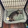 cat, tabby_cat, sleeping, pet, animal, fur, striped_fur, green_collar, cat_bed, plush_bed, playpen, crate, indoor, wooden_floor, pet_toys, stuffed_toy, resting, lying_down, cozy, cute